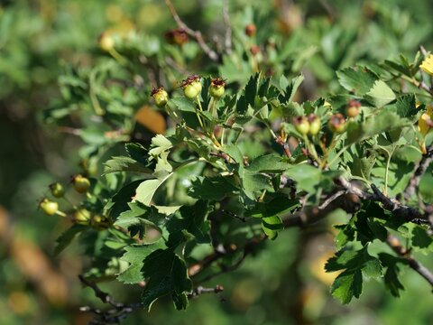 Developing Green Fruits of Russian Hawthorn (Crataegus ambigua) in Summer, Colorado