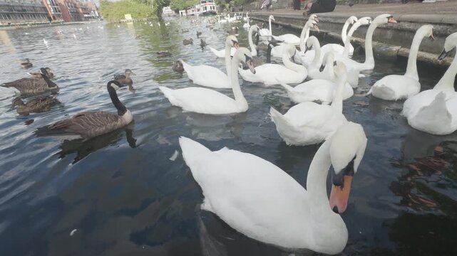 swans and other waterfowl in the river thames, london