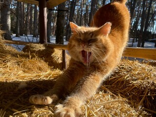 Funny ginger cat yawning and stretching on straw outdoors. © Дмитрий Лагода