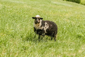 Black and White Sheep Grazing in Carpathian Meadow © Alla
