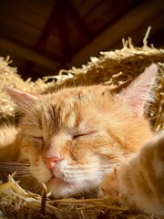 Sleeping orange tabby cat resting peacefully © Дмитрий Лагода