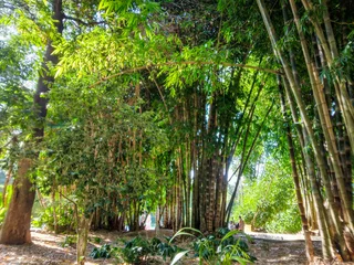Fototapete Badezimmer Lush bamboo grove filled with vibrant green foliage under bright sunlight showcasing tall stalks and dense natural canopy in a serene tropical forest park landscape.  © Graphixa