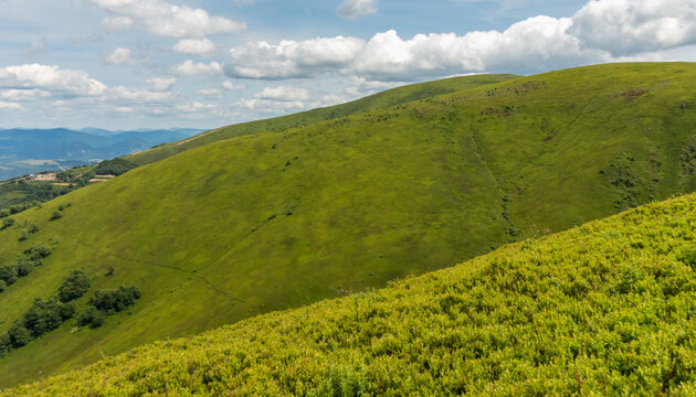 Borzhava Valley in the Carpathian Mountains, Summer Landscape