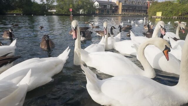 swans and other waterfowl in the river thames, london