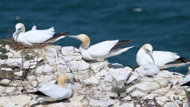 Northern gannets nesting and interacting on the cliffs at Bempton Cliffs