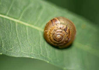 Small Snail Shell on Green Leaf Macro © Alla