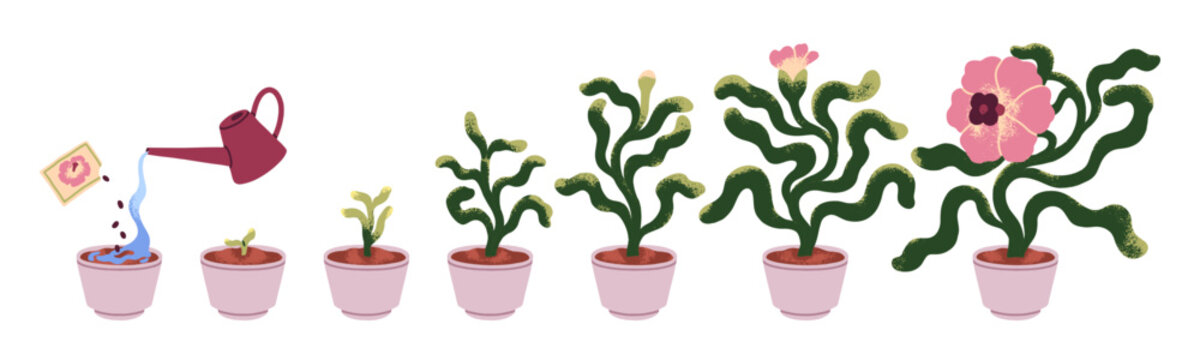 Plant grow in pot, growth stages line from seed to flower. Plant life cycle process, stages, sequence, steps from watering green leaf sprout in soil to flower. Vector illustration isolated on white.
