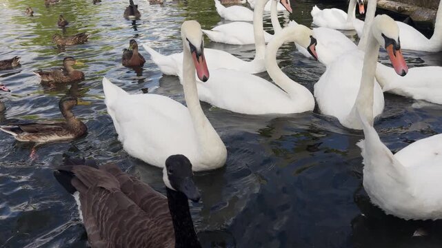 swans and other waterfowl in the river thames, london