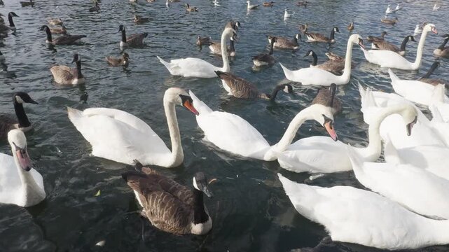 swans and other waterfowl in the river thames, london