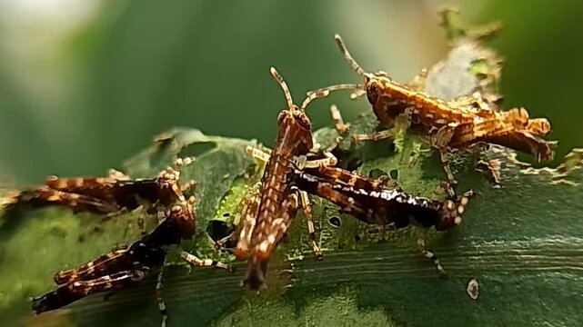 Group of grasshoppers or locusts sitting together on green foliage in nature, macro close up shot.