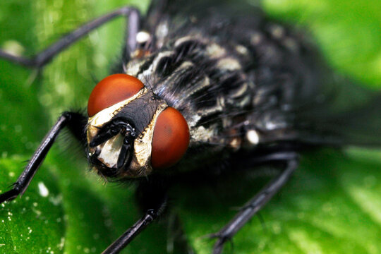 Close-up of common housefly (Musca domestica) with vivid red compound eyes and dark bristled head, also known as domestic fly