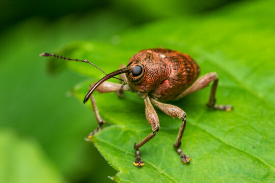 Close-up of weevil (Curculio glandium) with elongated rostrum and segmented antennae, also known as snout beetle