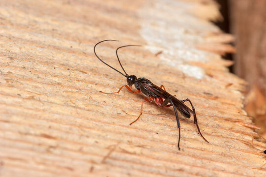 Close-up of Ichneumon wasp (Ichneumonidae) on wood with long antennae and slender body, also known as Darwin wasp