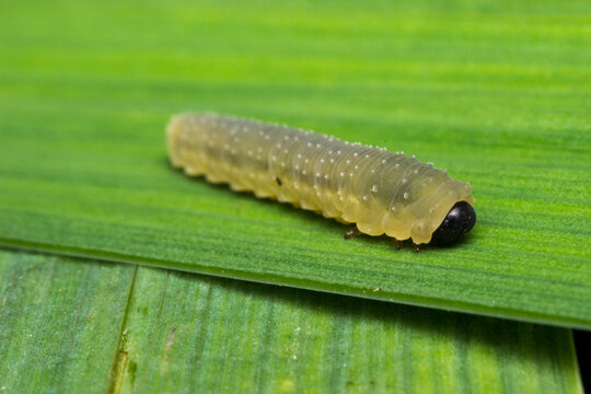 Close-up of sawfly larva (Tenthredinidae) with pale translucent body and black head, also known as false caterpillar