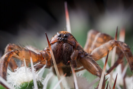 Close-up of domestic house spider (Tegenaria domestica) with striped legs and mottled abdomen, also known as barn funnel weaver