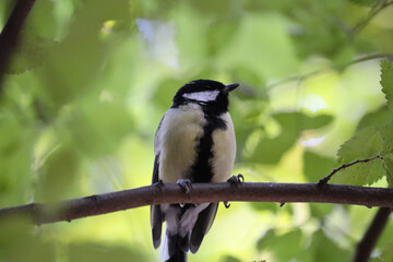 Great tit on a tree branch against a background of blurred green foliage. © Pavel