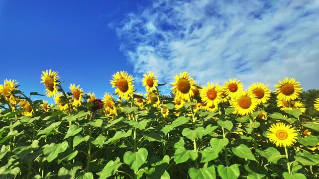 数万本のひまわり(タイムラプス)青い空と黄色い向日葵。風を感じる風景です