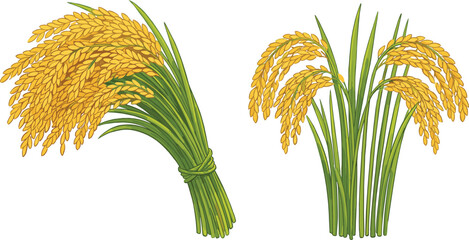 Fototapeta premium Golden Rice Ears and Green Stalks Set with Tied Sheaf and Standing Paddy Plants for Organic Agriculture Farm Harvest and Asian Food Graphic Vector Illustration