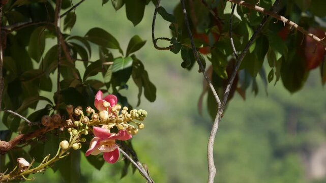 Closeup of pink bombax blossoms and buds on a tree branch with green leaves and blurred garden background. Botanical elegance.