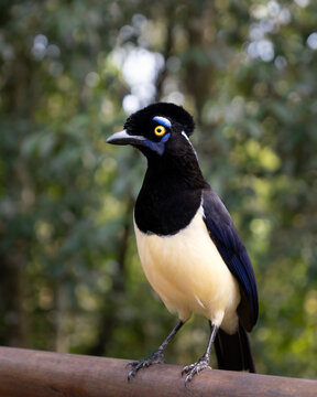 Wild plush-crested jay perched on a railing at Iguaz&uacute;, Argentina