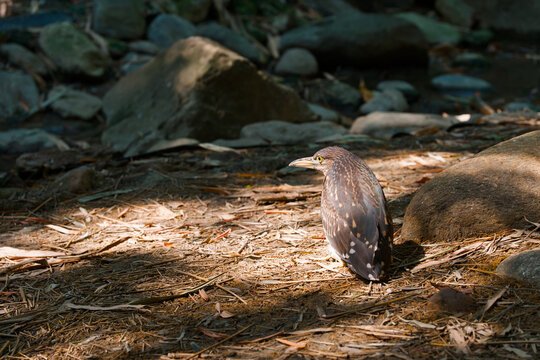 A young heron stands alert among fallen pine needles and rocks in the tranquil environment of WangJiangLou park. The scene features natural textures, soft sunlight filtering through trees, and an