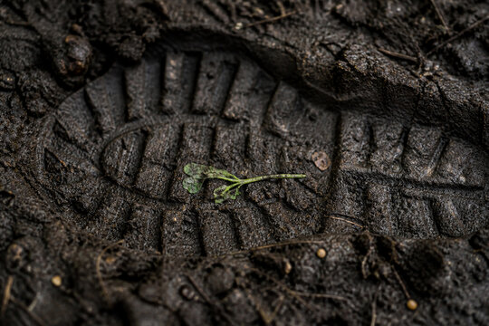 Delicate green seedling pressed into dark wet soil by heavy boot sole imprint, symbolic contrast.
