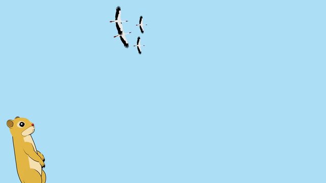 Ground Squirrel Looking at Cranes Soaring in Blue Sky Animation