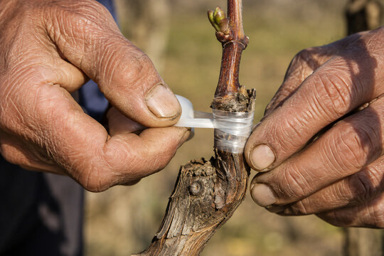 Gardener carefully grafting a young grape vine branch using traditional horticultural techniques