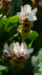 Fototapeta premium Beautiful Siam Tulip Flowers Blooming in Lush Garden