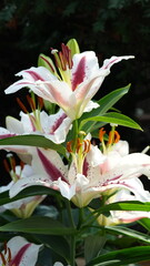 Obraz premium White and crimson lilies blooming in a summer garden