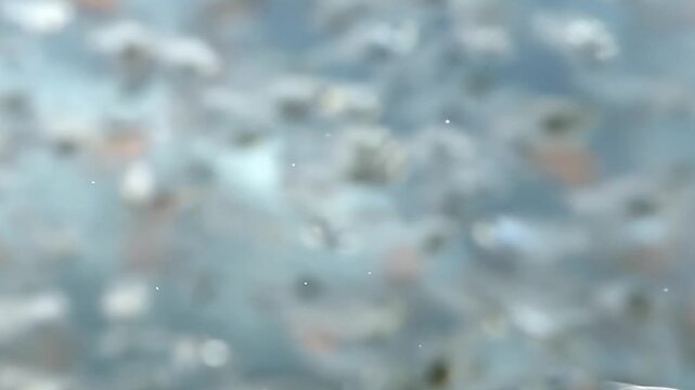 Observe the elegant movement of numerous transparent fish exploring clear, sun-drenched water. Their delicate forms catch the light, creating a serene moment within their liquid world during daytime.
