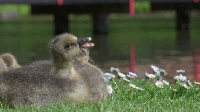 Greylag Goose (Answer anser) very young Gosling apparently choking on something, on a lawn with daisies as a Mallard walks past. June, Kent, UK [Half speed]
