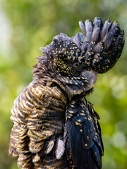 Female Red-tailed Black Cockatoo (Calyptorhynchus banksii) with raised crest display, Victoria, Australia © David