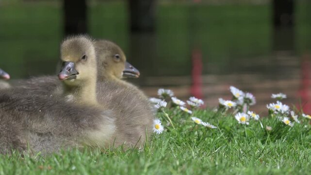 Greylag Goose (Answer anser) very young Goslings relaxing on a lawn with daisies as a Mallard walks past. June, Kent, UK [Half speed]