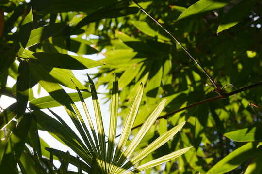 A close-up shot captures the intricate patterns of fan-shaped palm leaves and bamboo foliage bathed in bright summer sunlight. The composition highlights vibrant green tones and natural textures