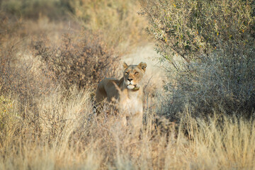 Lion © alain