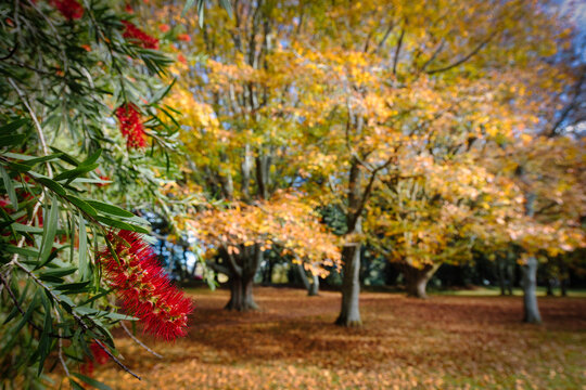 New Zealand - 13 May 2021: View of a vibrant red bottlebrush flower in the foreground with a blurred background of autumn trees displaying golden and orange foliage in a park.