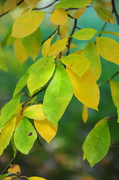 feuilles sur une branche d'arbre en automne 