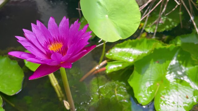 Pink lotus flower blooming in a natural pond during summer