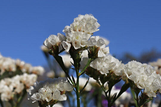 White statis, also known as limonium or sea lavender, is covered with ice crystals and frost under a blue sky.