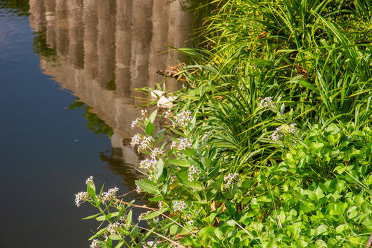 Wild crown flowers (Calotropis gigantea) growing beside the water in coastal Lang Lo, Phu Yen, Vietnam, with sunlit leaves and flower clusters.