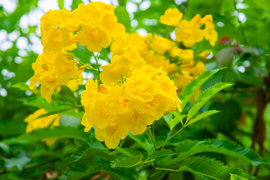 Close-up of yellow bells (Tecoma stans) flowers in Vietnam, highlighting bright golden blossoms, delicate petals, and dense green foliage with natural depth.