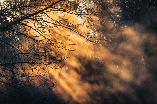 New Zealand - 01 July 2021: View of golden sunbeams filtering through the branches of trees in a misty forest, creating a warm and atmospheric light.