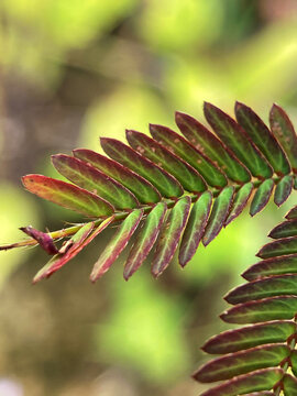 Close-up of sensitive plant leaves with reddish-purple edges and vibrant green veins. Scientific name: Mimosa pudica