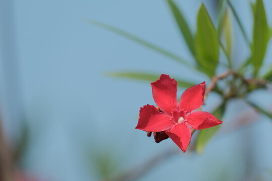 Vibrant red oleander flower blooming against blue sky background, showcasing natural beauty and elegance. Scientific name: Nerium oleander