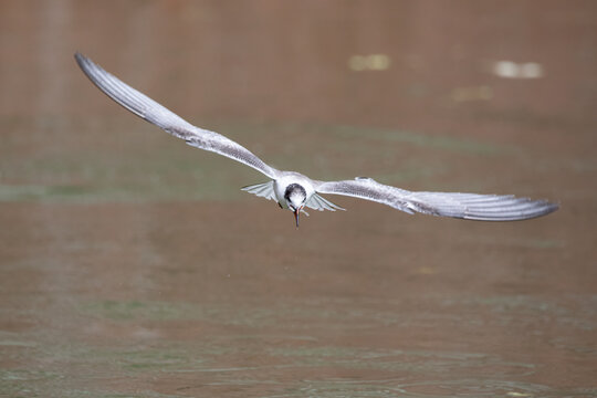 A Common Tern makes stop over while migrating in Kirtipur of Kathmandu Valley, Nepal.