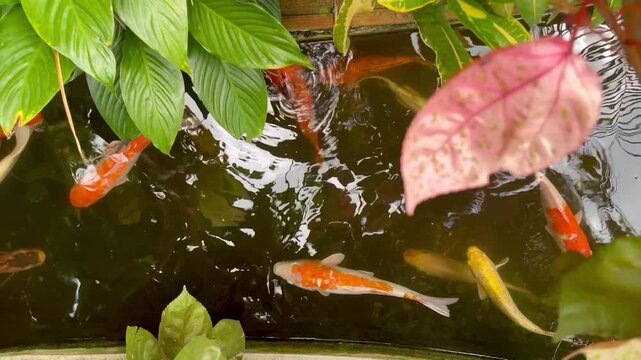 Koi fish swimming in a pond garden