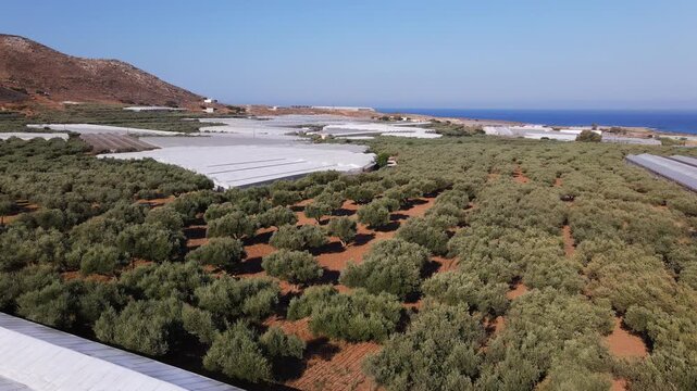 Aerial flight over olive tree groves and greenhouses in a coastal agricultural landscape of Crete in Greece during a sunny day