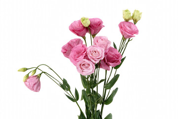 Fototapeta premium Elegant Pink Lisianthus Bouquet with Delicate Blooms and Green Buds
