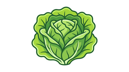 Obraz premium Fresh Green Cabbage Vector Illustration